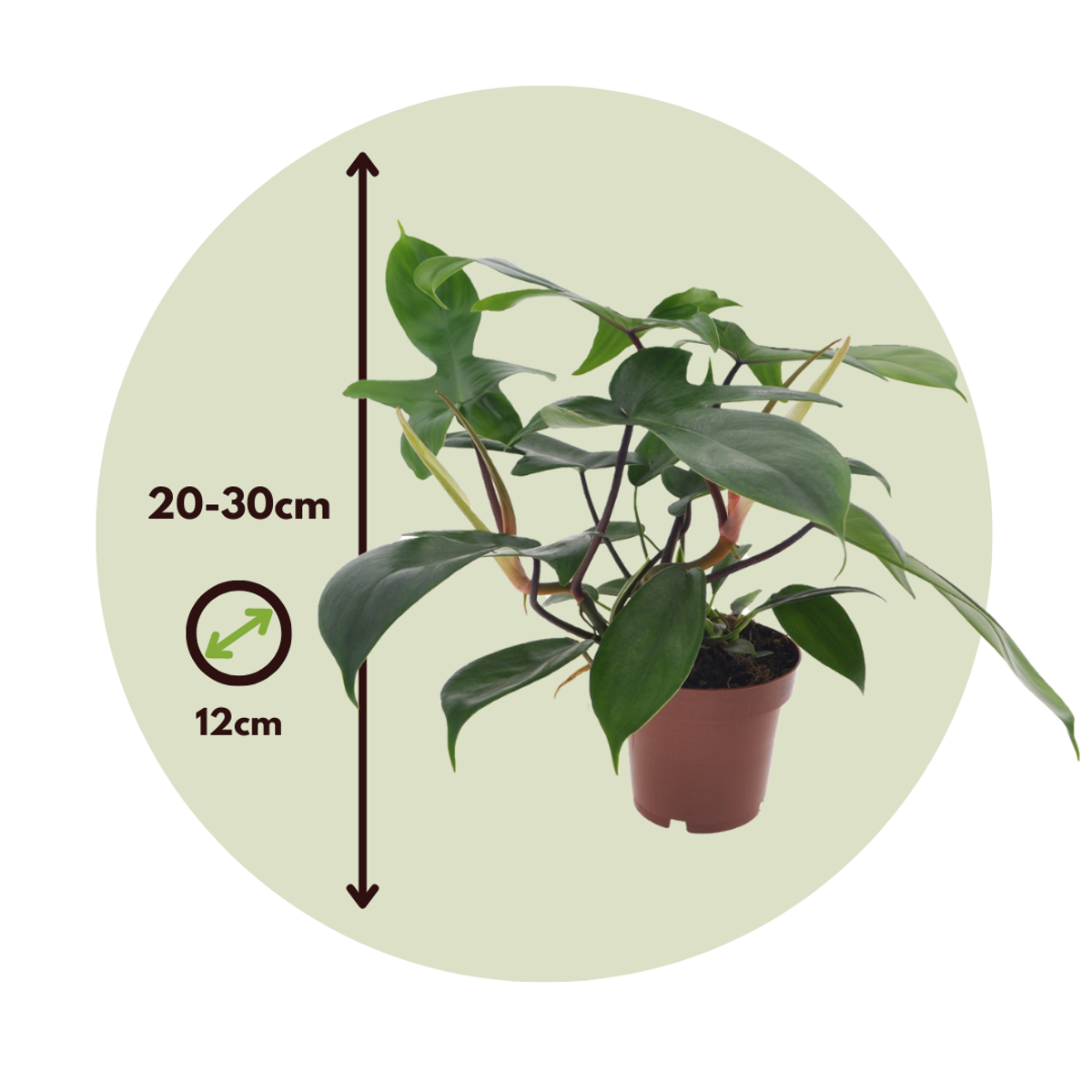 Philodendron 'Florida Green'