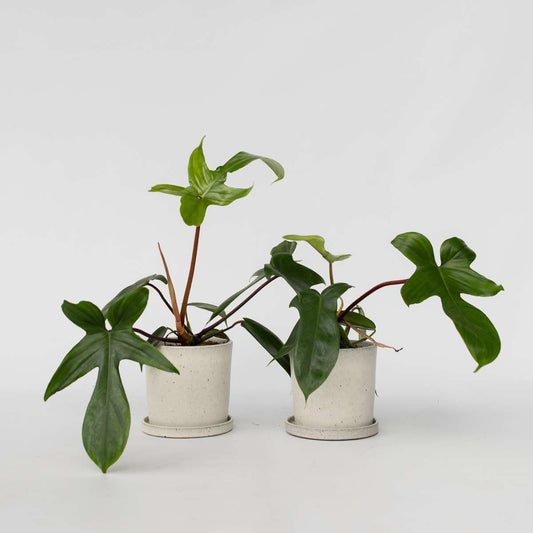 Philodendron 'Florida Green' - 2er-Set