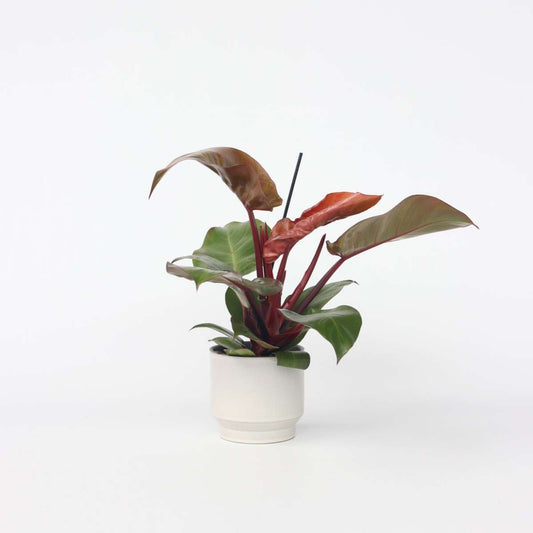Philodendron 'Sunlight'