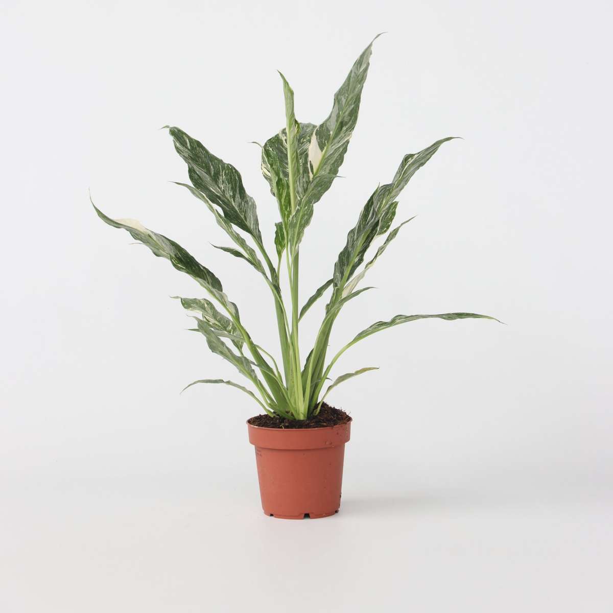 Spathiphyllum 'Diamant'