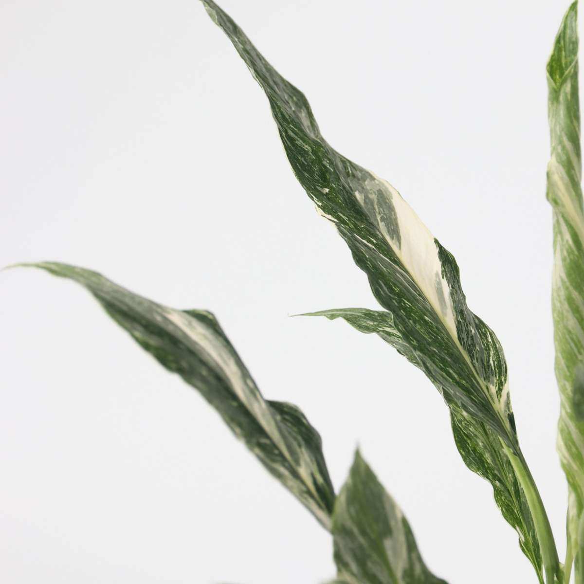 Spathiphyllum Diamond - 2er-Set