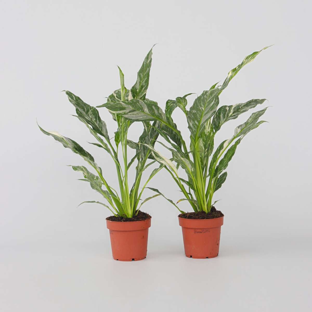 Spathiphyllum Diamond - 2er-Set