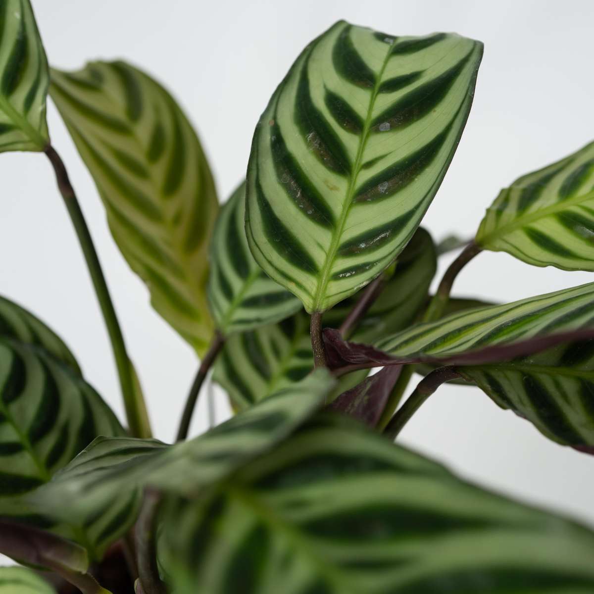 Ctenanthe amagris - Gebetspflanze