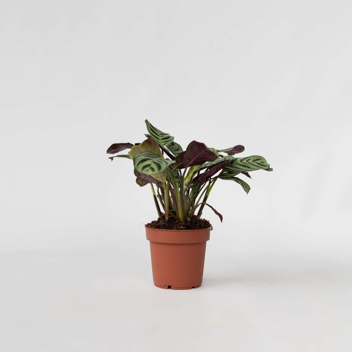 Ctenanthe amagris - Gebetspflanze