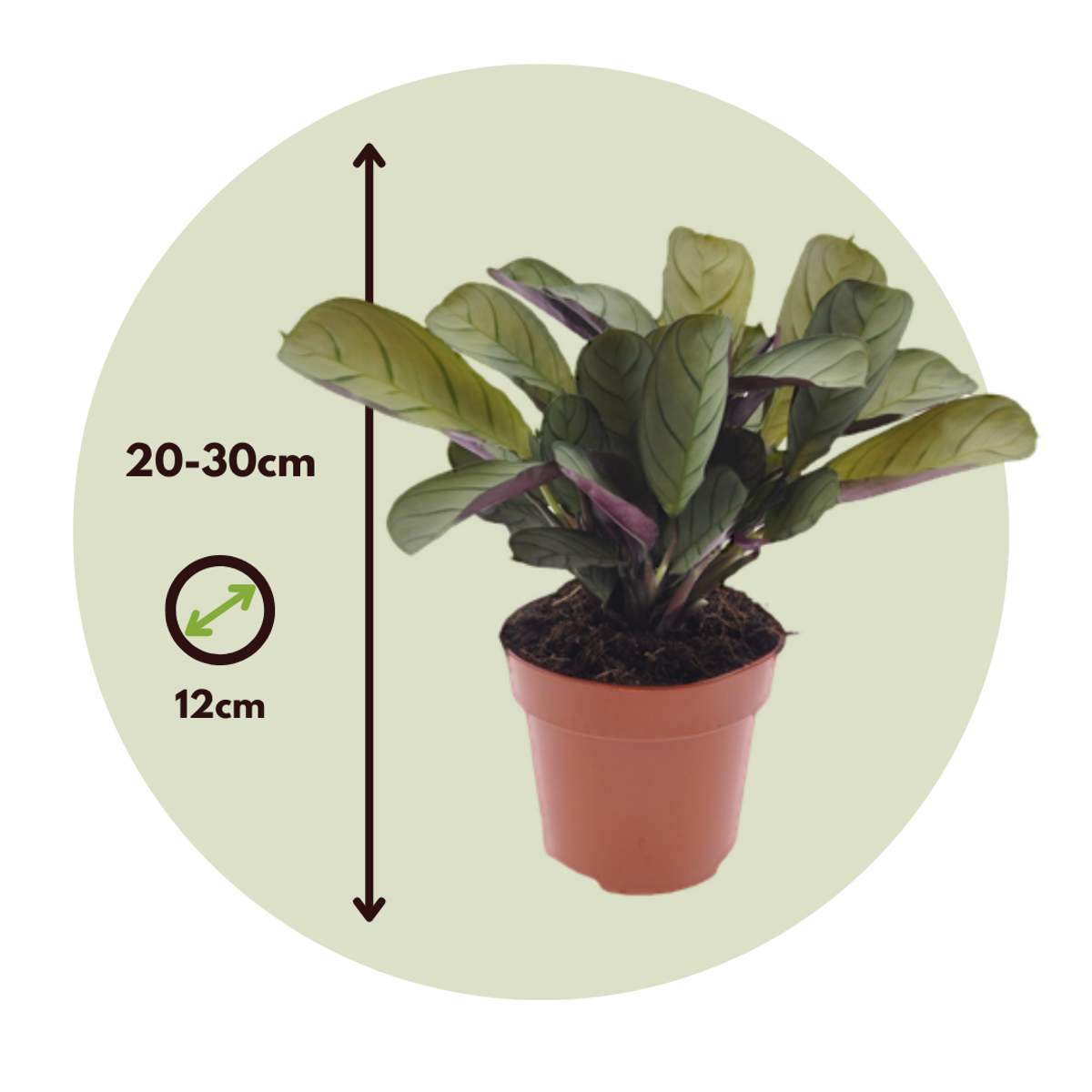 Ctenanthe amagris - Gebetspflanze