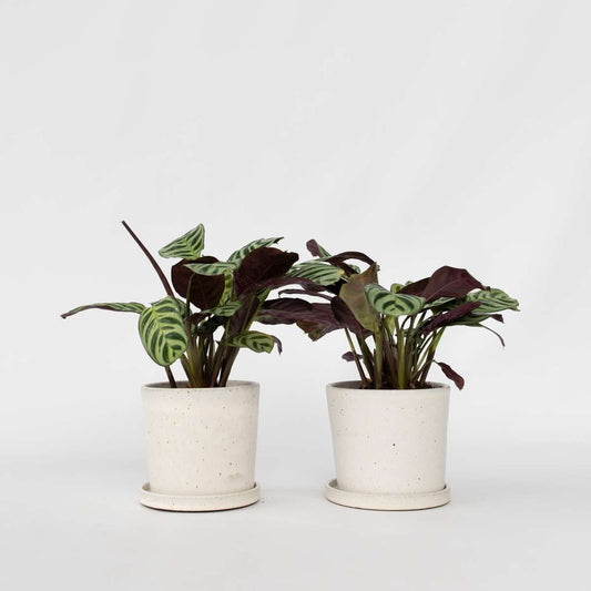 Ctenanthe amagris - 2er-Set - Gebetspflanze