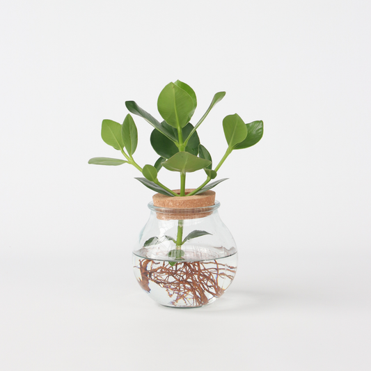 Clusia im Glas - Hydrokultur