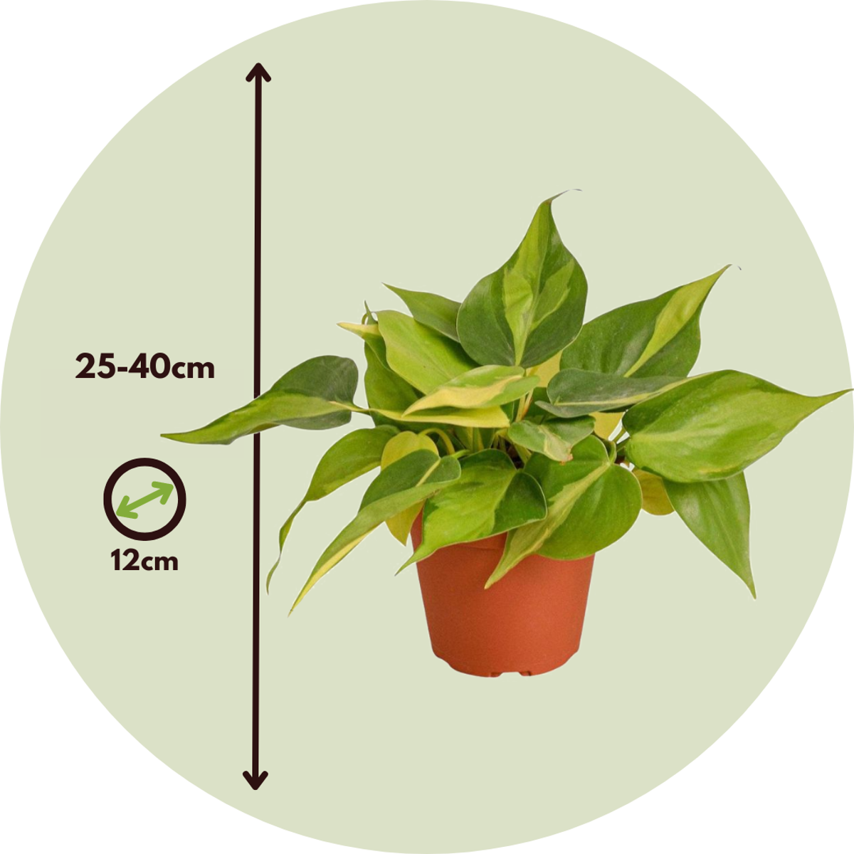 Epipremnum Mix - Set van 3en