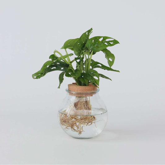 Monstera „Monkey Mask“ – Hydrokultur