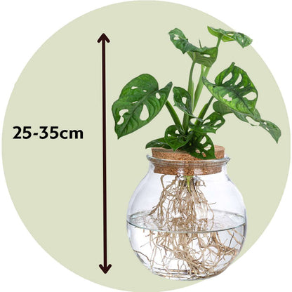 Monstera „Monkey Mask“ – Hydrokultur