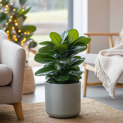 Clusia rosea 'Prinzessin' - 2er-Set