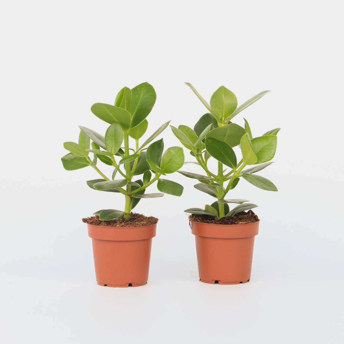 Clusia rosea 'Prinzessin' - 2er-Set