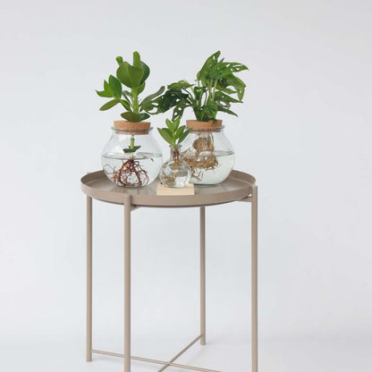 Monstera „Monkey Mask“ – Hydrokultur