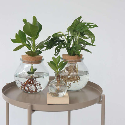 Monstera „Monkey Mask“ – Hydrokultur