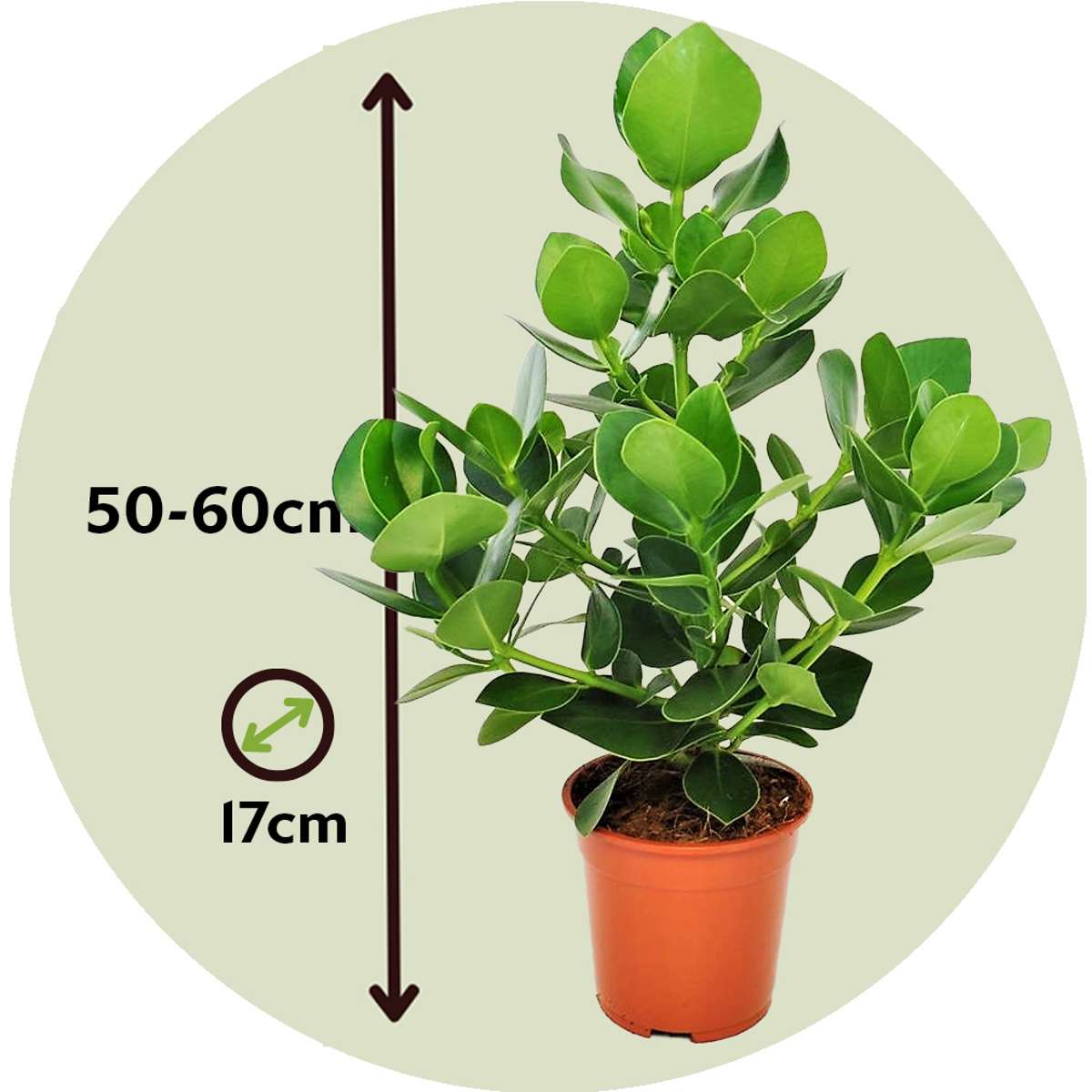 Clusia rosea 'Prinzessin' - 2er-Set
