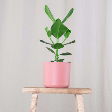 Clusia rosea 'Prinzessin' - 2er-Set