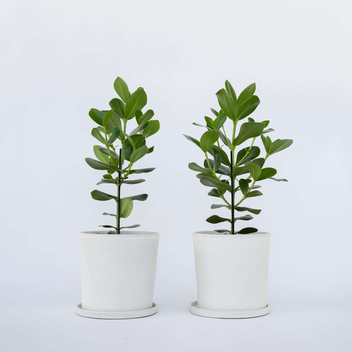 Clusia rosea 'Prinzessin' - 2er-Set