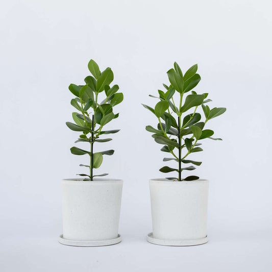 Clusia rosea 'Prinzessin' - 2er-Set