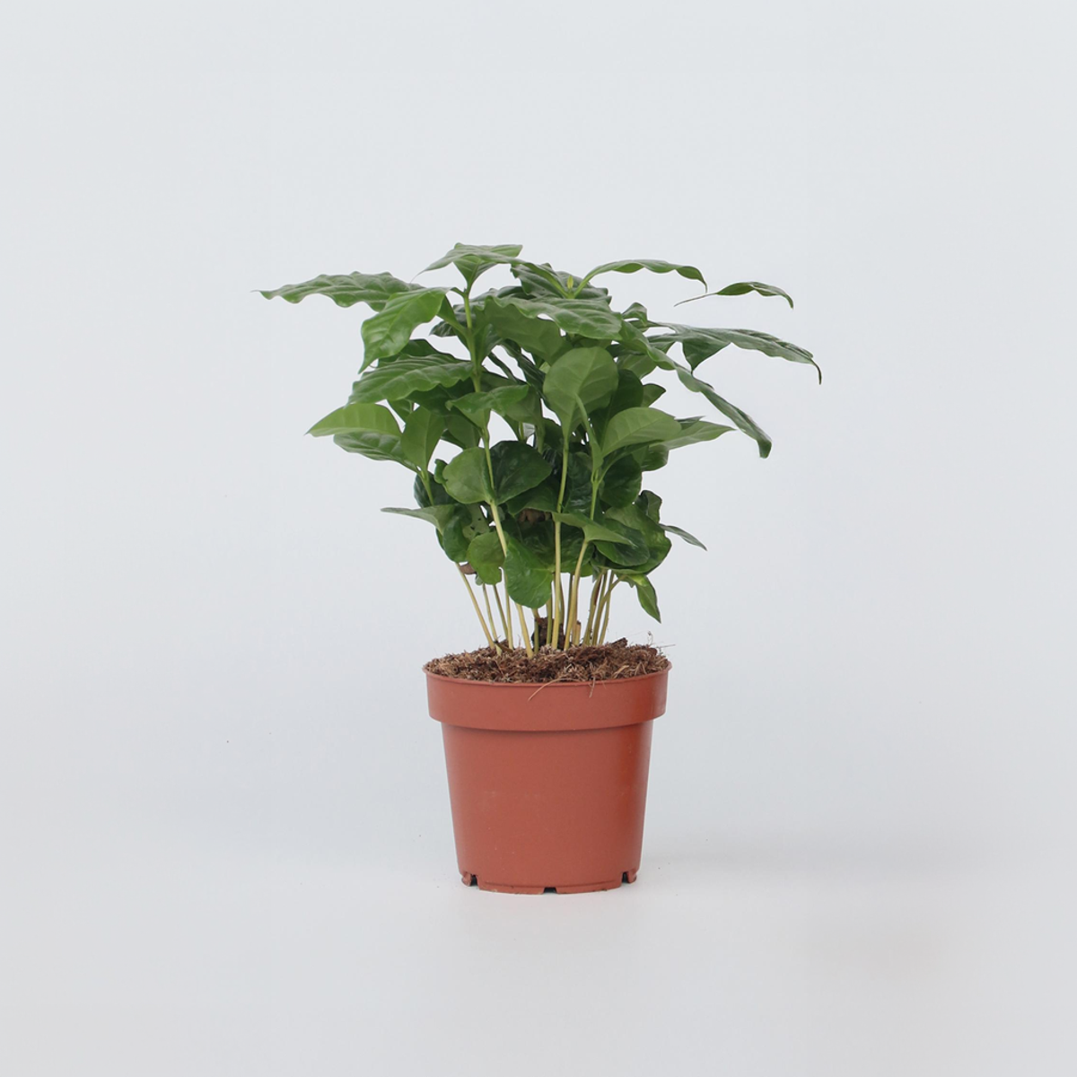 Coffea arabica - Kaffeepflanze