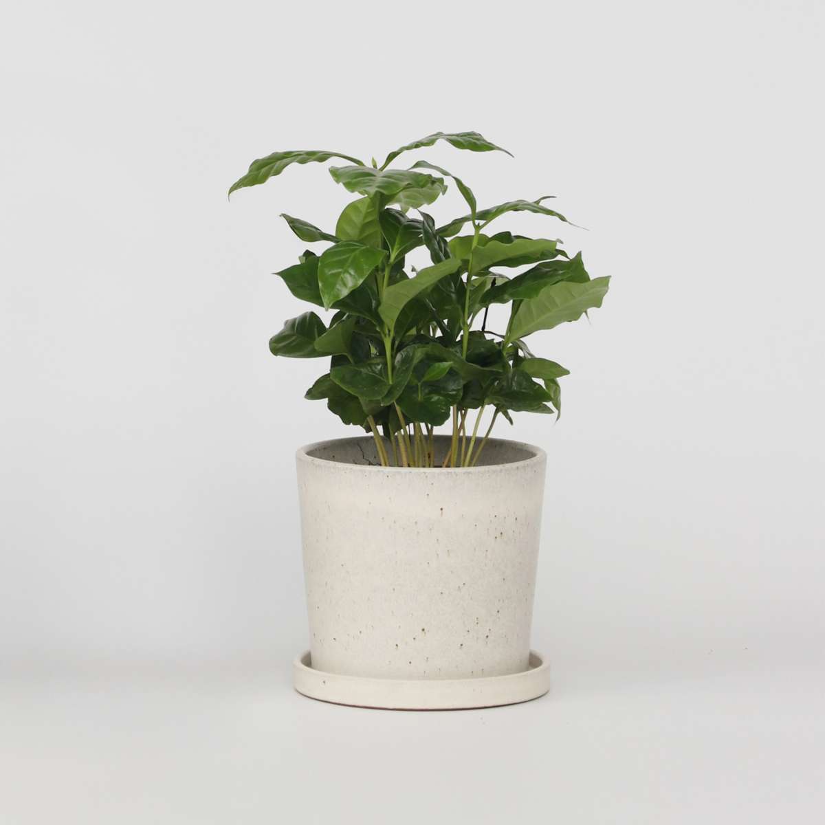 Coffea arabica - Kaffeepflanze