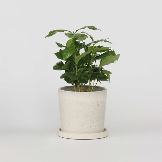Coffea arabica - Kaffeepflanze