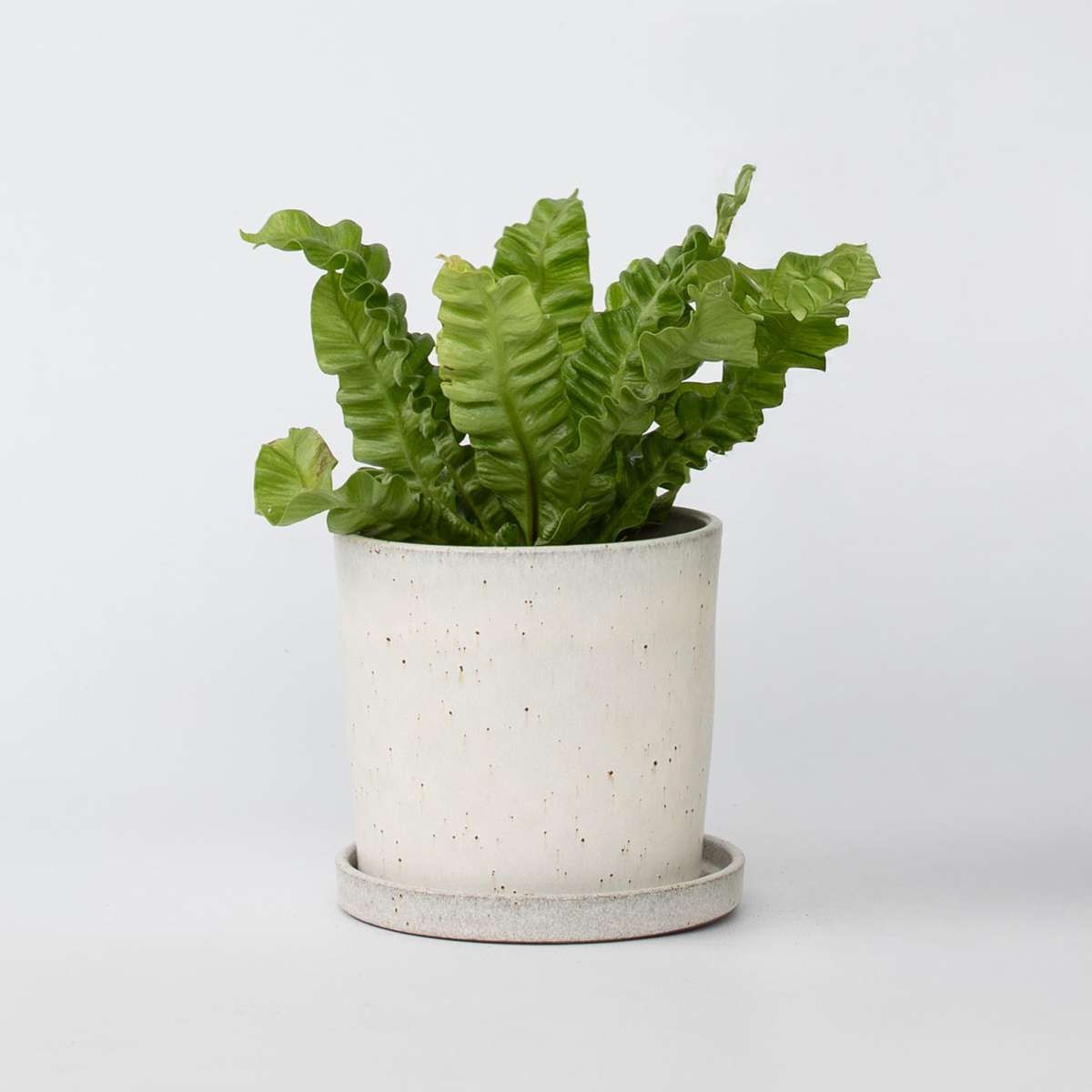 Asplenium nidus 'Crispy Wave' - Nestfarn