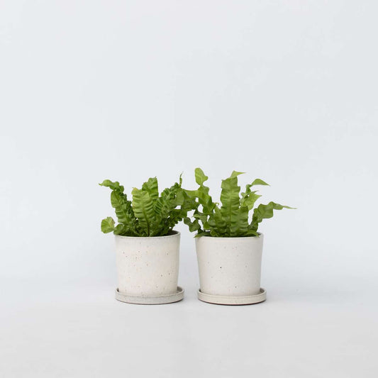Asplenium nidus 'Crispy Wave' - 2er-Set - Nestfarn