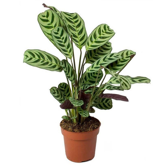 Ctenanthe 'Gebetspflanze' - Burle-marxii