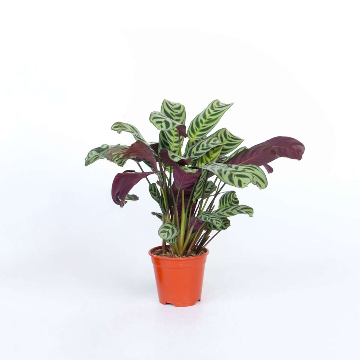 Ctenanthe 'Gebetspflanze' - Burle-marxii