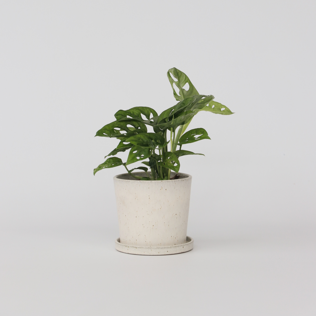 Monstera Monkey Mask – Pflanze mit geriffeltem Loch