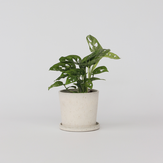 Monstera Monkey Mask – Pflanze mit geriffeltem Loch