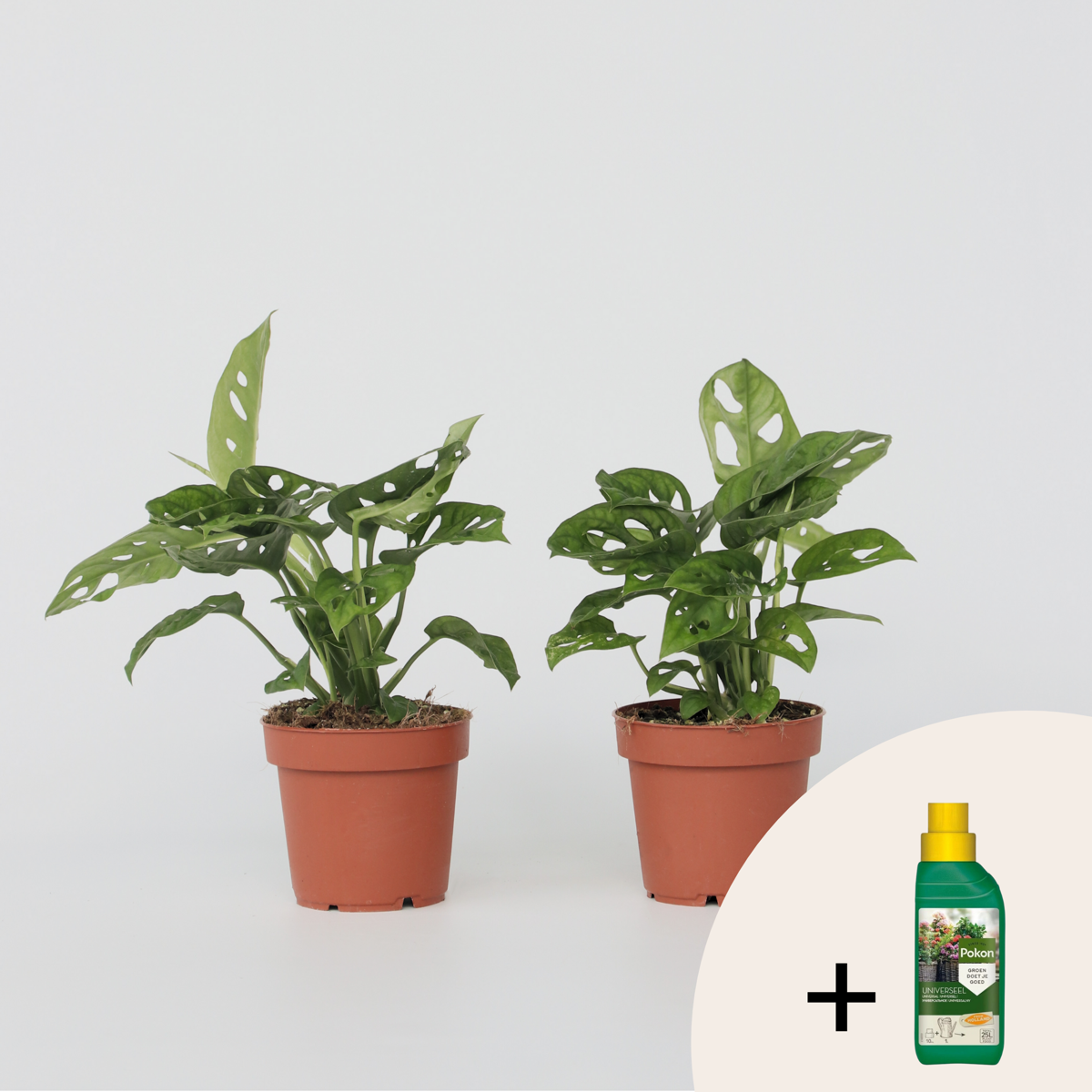 Monstera - 2er-Set - Inklusive Pflanzennahrung