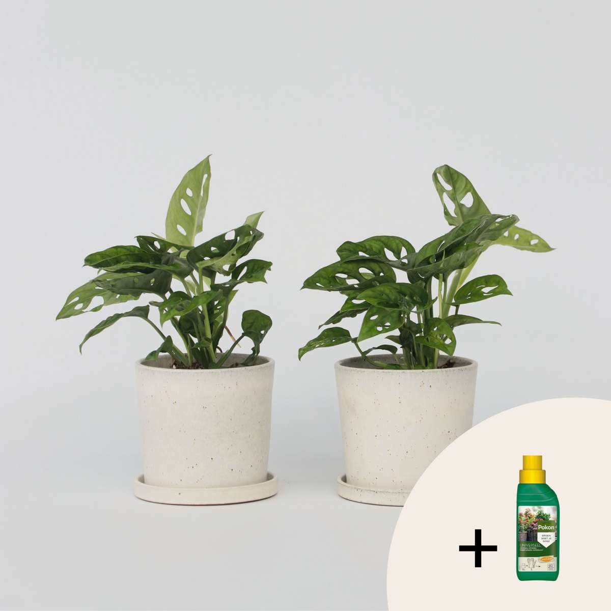 Monstera - 2er-Set - Inklusive Pflanzennahrung