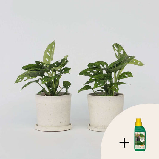 Monstera - 2er-Set - Inklusive Pflanzennahrung