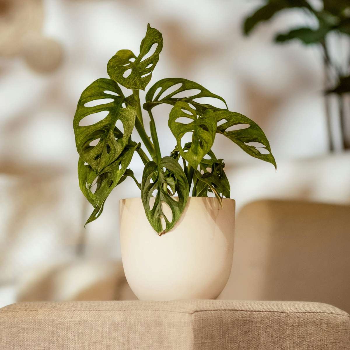Monstera-Affenmaske – 2er-Set – Pflanze mit geriffeltem Loch