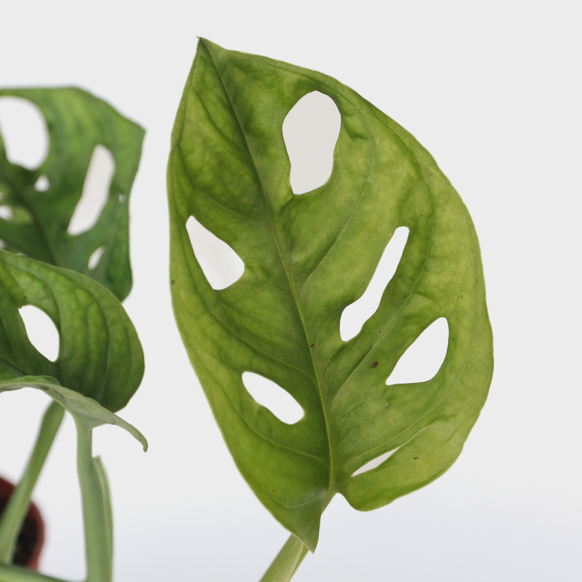 Monstera-Affenmaske – 2er-Set – Pflanze mit geriffeltem Loch