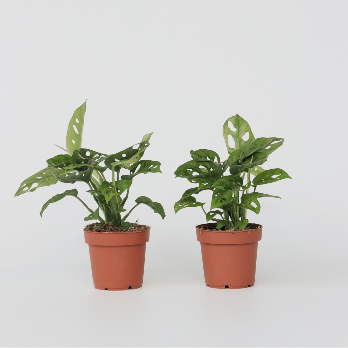 Monstera-Affenmaske – 2er-Set – Pflanze mit geriffeltem Loch