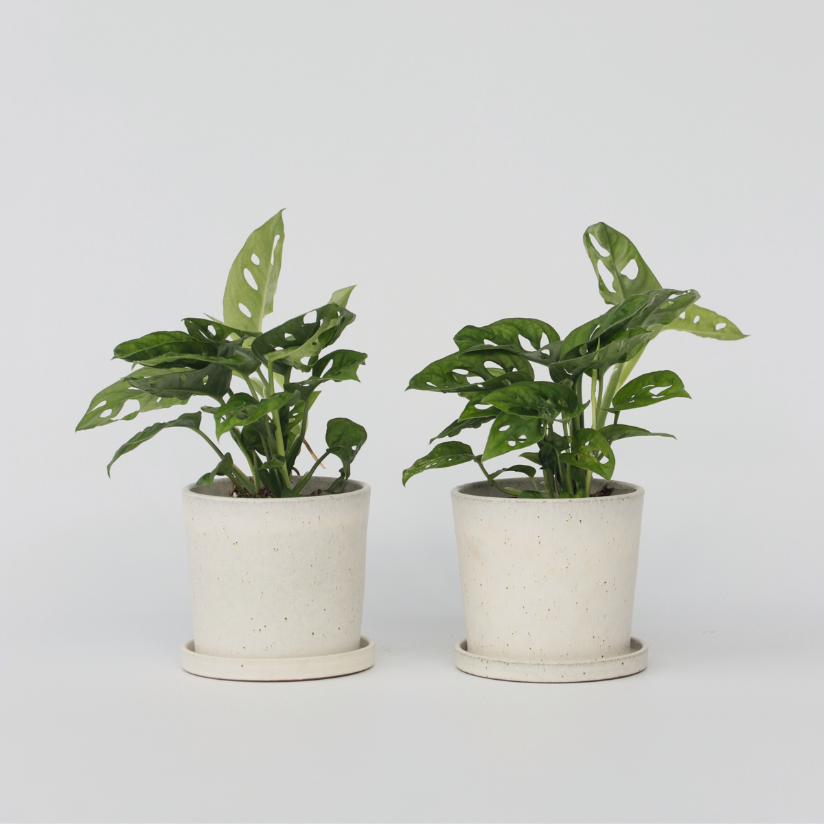 Monstera-Affenmaske – 2er-Set – Pflanze mit geriffeltem Loch