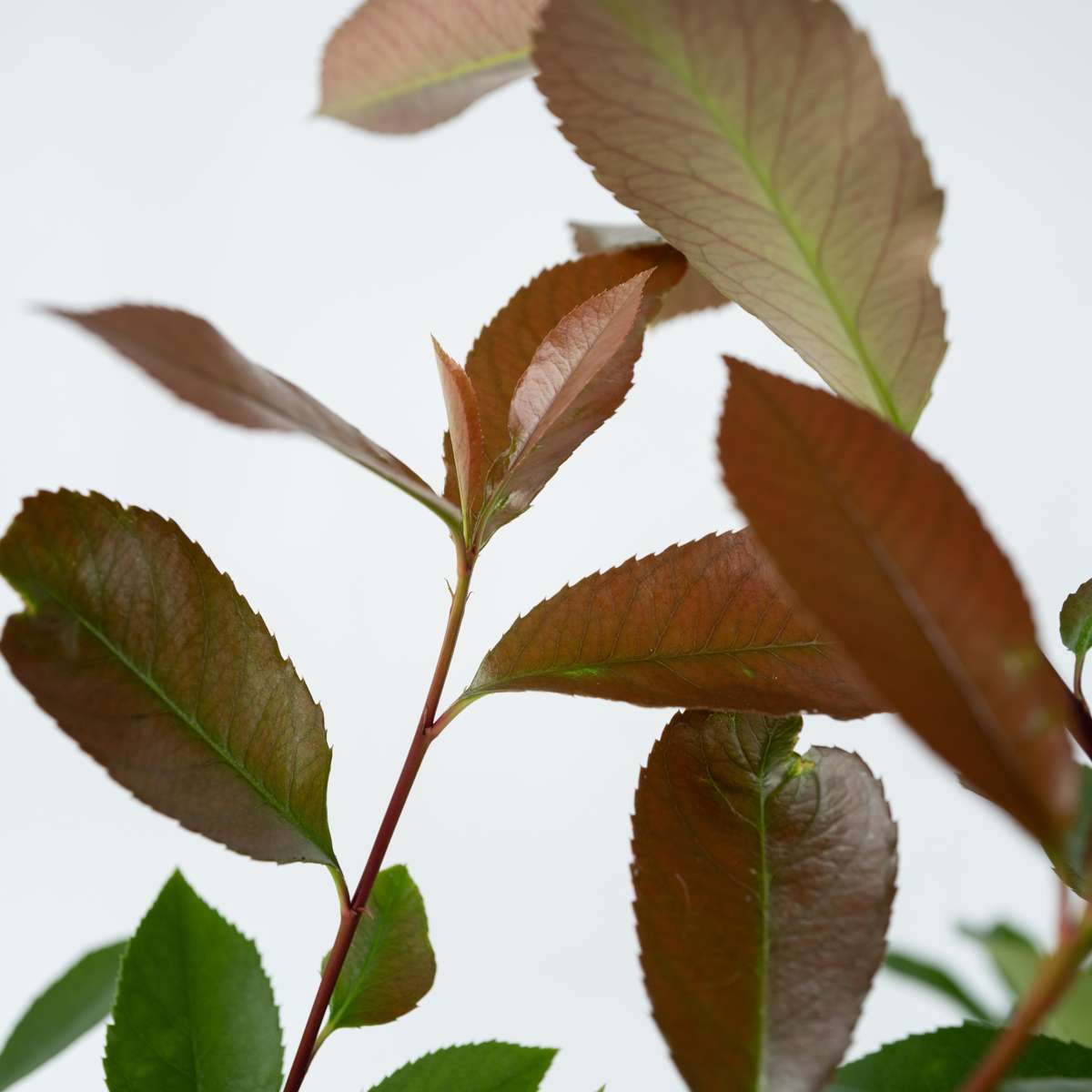 Photinia fraseri 'Red Robin' - Set van 2