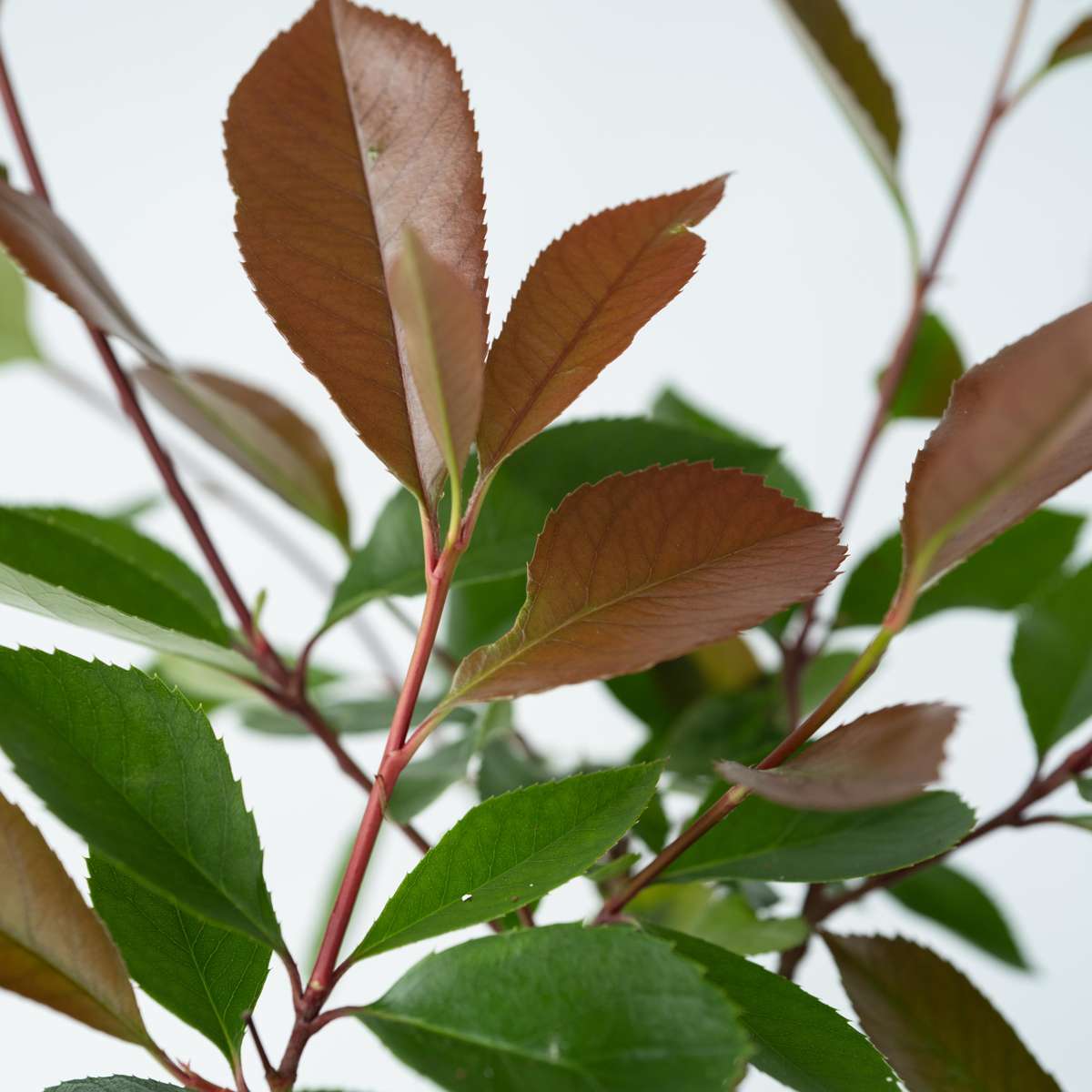Photinia fraseri 'Red Robin' - Set van 2