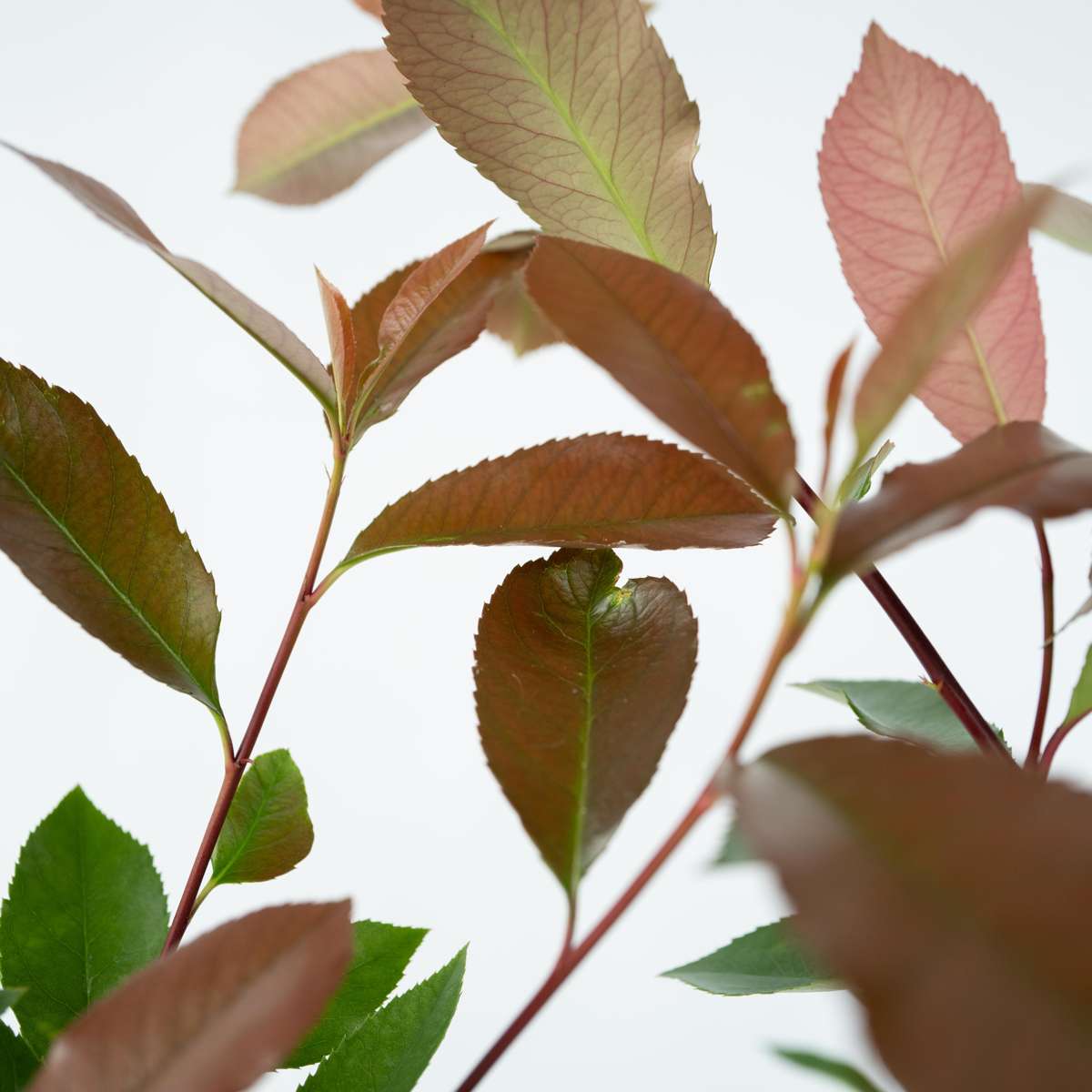 Photinia fraseri 'Red Robin' - Set van 2
