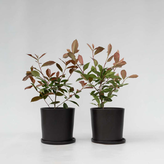 Photinia fraseri 'Red Robin' - Set van 2