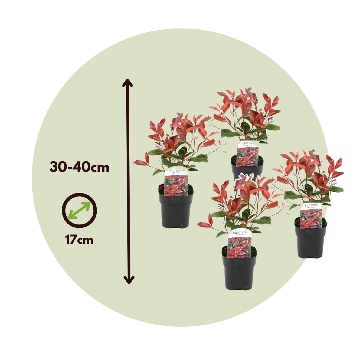 Photinia fraseri 'Red Robin' - 6er-Set
