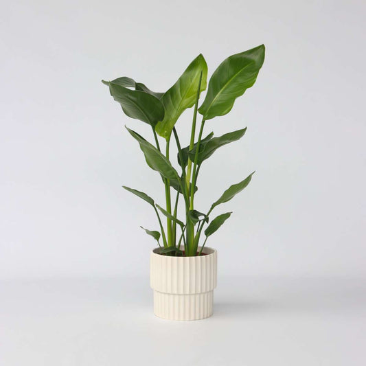 Strelitzia Nicolai - Paradiesvogelblume