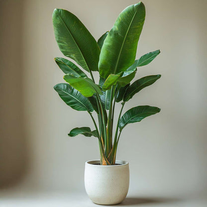 Strelitzia Nicolai - 2er-Set