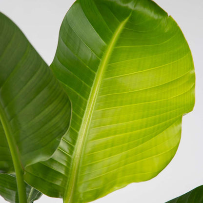 Strelitzia Nicolai - 2er-Set