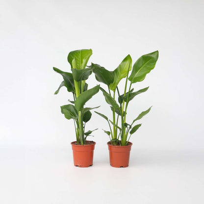 Strelitzia Nicolai - 2er-Set
