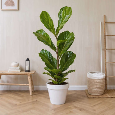 Ficus Lyrata - Geigenblattpflanze