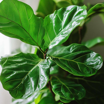 Ficus Lyrata - Geigenblattpflanze