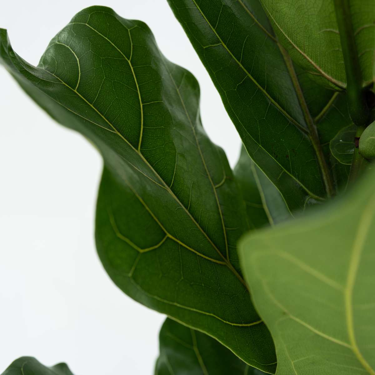 Ficus Lyrata - 2er-Set - Geigenblattpflanze